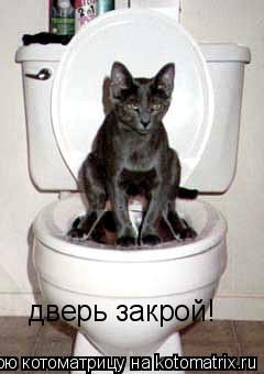 Котоматрица: дверь закрой!