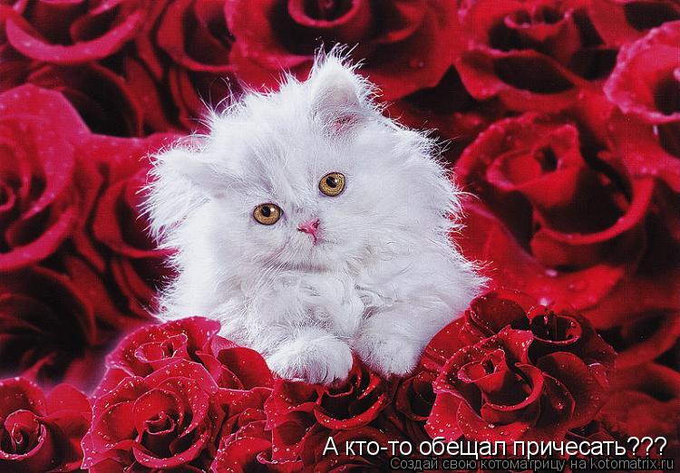 Котоматрица: А кто-то обещал причесать???