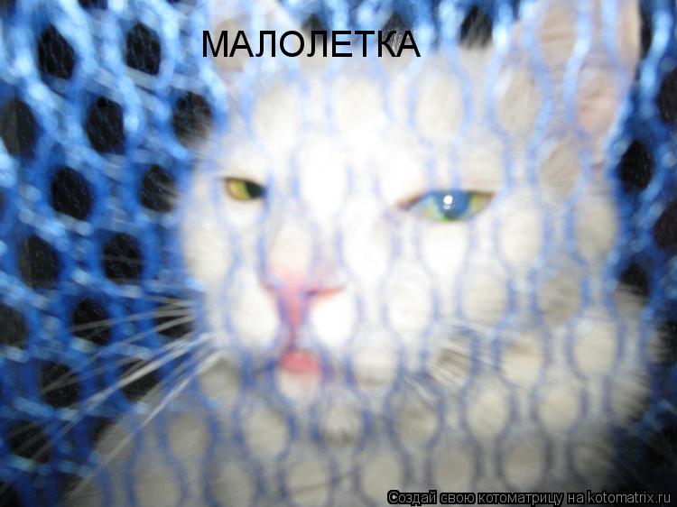 Котоматрица: МАЛОЛЕТКА
