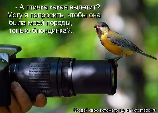 Котоматрица: - А птичка какая вылетит? Могу я попросить, чтобы она была моей породы, только блондинка?..