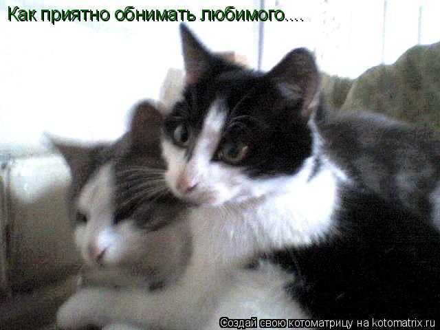 Как приятно обнимать любимого....... Котоматрица: Как приятно обнимать любимого....