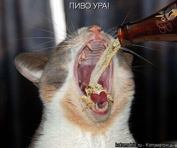Котоматрица: ПИВО УРА!