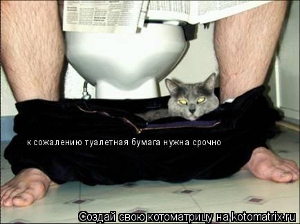 Котоматрица: к сожалению туалетная бумага нужна срочно