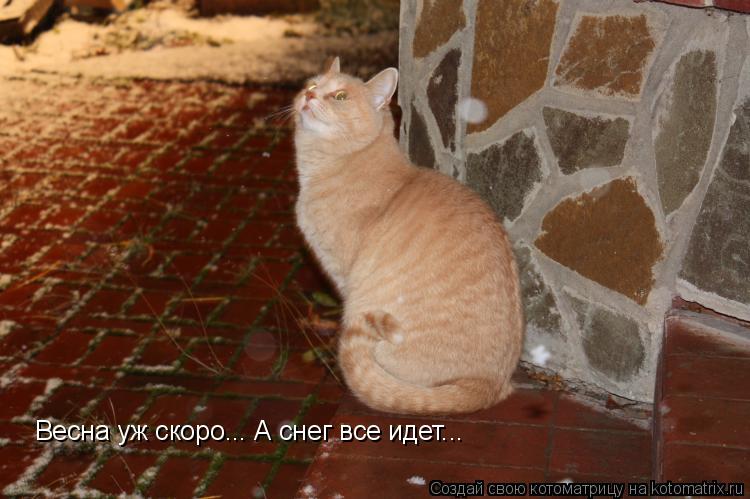 Котоматрица: Весна уж скоро... А снег все идет...
