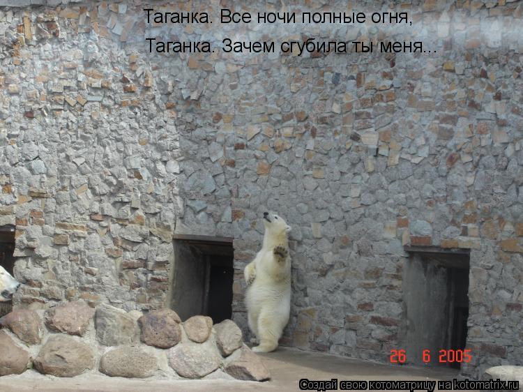 Котоматрица: Таганка. Все ночи полные огня, Таганка. Зачем сгубила ты меня...