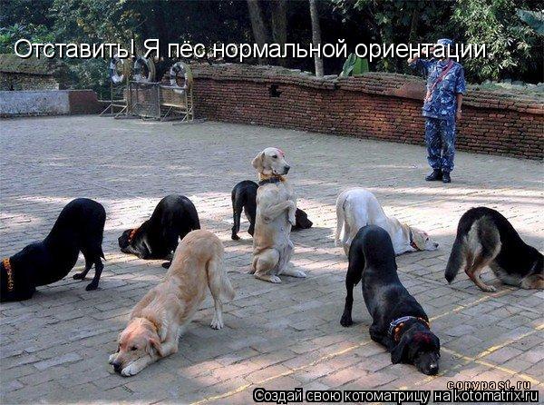 Котоматрица: Отставить! Я пёс нормальной ориентации