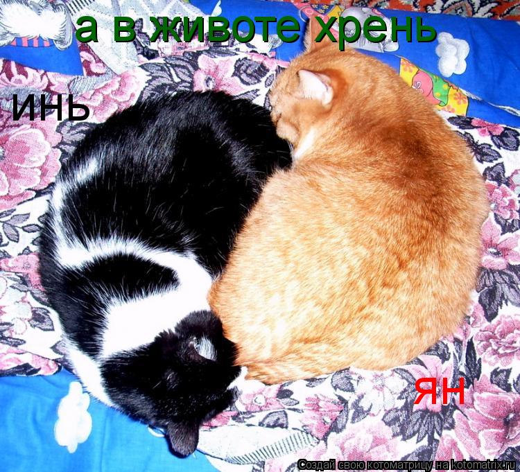 Котоматрица: инь ян а в животе хрень