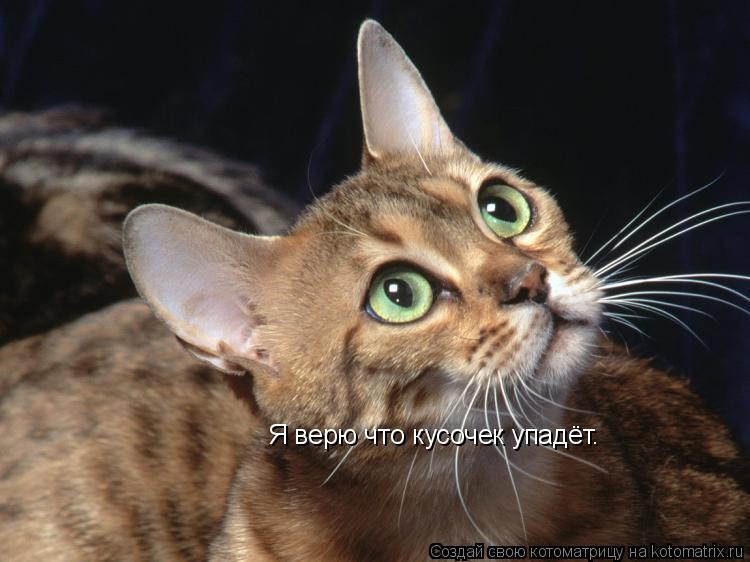 Котоматрица: Я верю что кусочек упадёт.