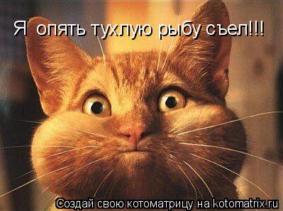 Котоматрица: Я  опять тухлую рыбу съел!!!
