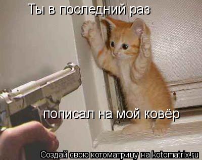 Котоматрица: Ты в последний раз пописал на мой ковёр