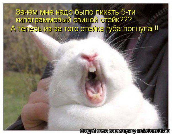 Котоматрица: Зачем мне надо было пихать 5-ти  килограммовый свиной стейк??? А теперь из-за того стейка губа лопнула!!!