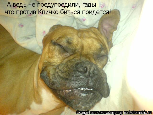 Котоматрица: А ведь не предупредили, гады что против Кличко биться придётся!