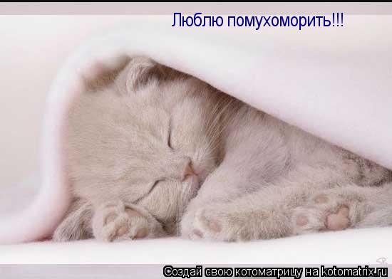Котоматрица: Люблю помухоморить!!!