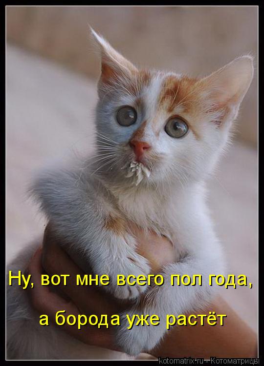 Котоматрица: Ну, вот мне всего пол года, а борода уже растёт