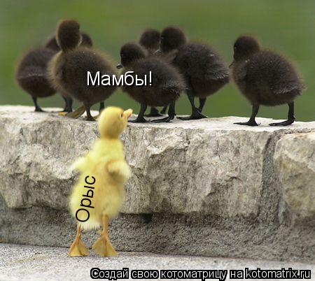 Котоматрица: Орыс Мамбы!