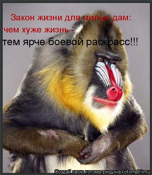 Котоматрица: Закон жизни для милых дам:  чем хуже жизнь -  тем ярче боевой раскрасс!!!