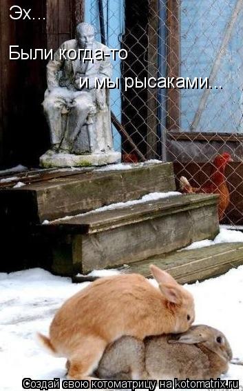 Котоматрица: Эх... Были когда-то и мы рысаками...