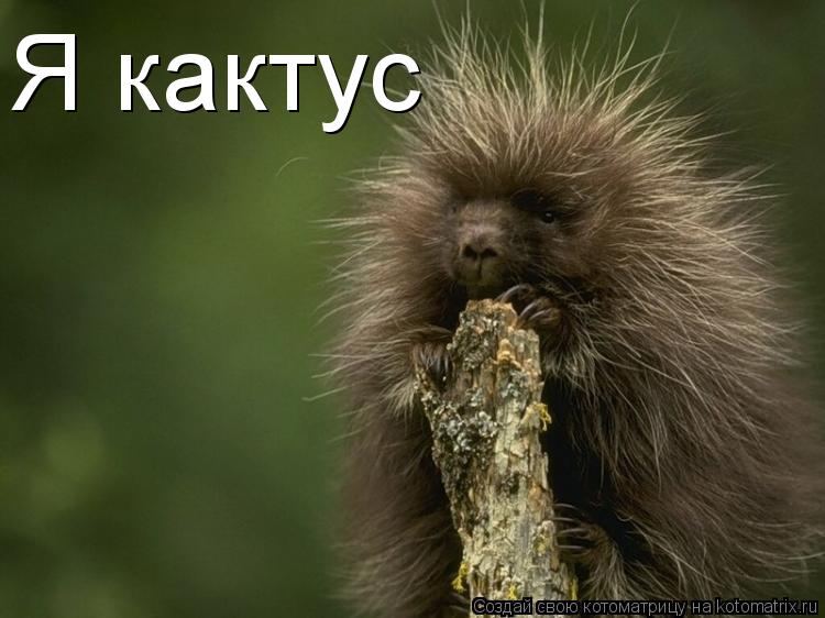 Котоматрица: Я кактус