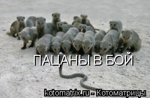 Котоматрица: ПАЦАНЫ В БОЙ