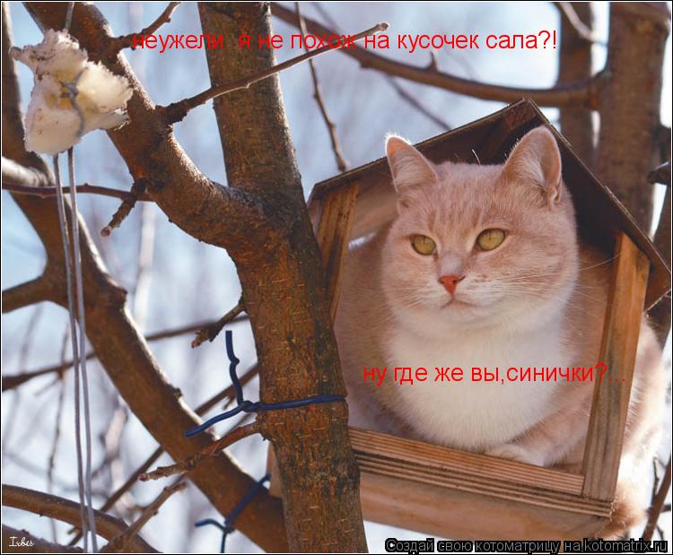 Котоматрица: неужели  я не похож на кусочек сала?! ну где же вы,синички?...