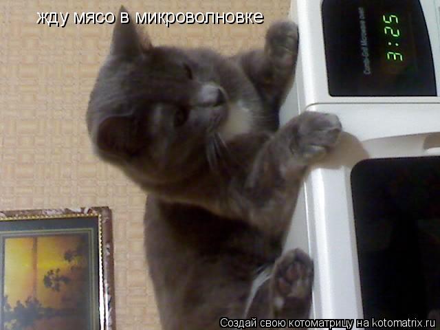 Котоматрица: жду мясо в микроволновке