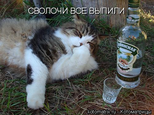 Котоматрица: СВОЛОЧИ ВСЕ ВЫПИЛИ