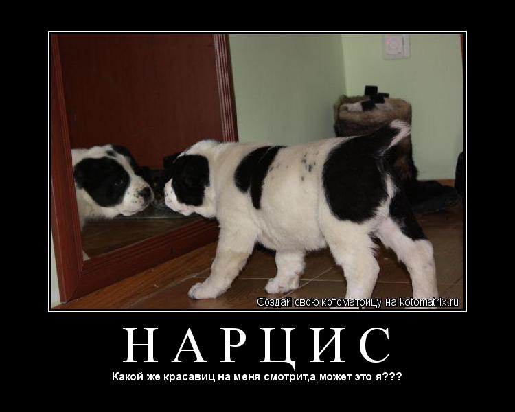 Котоматрица: Н А Р Ц И С 