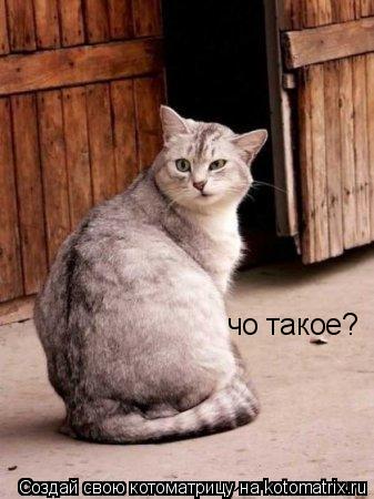 Котоматрица: чо такое?