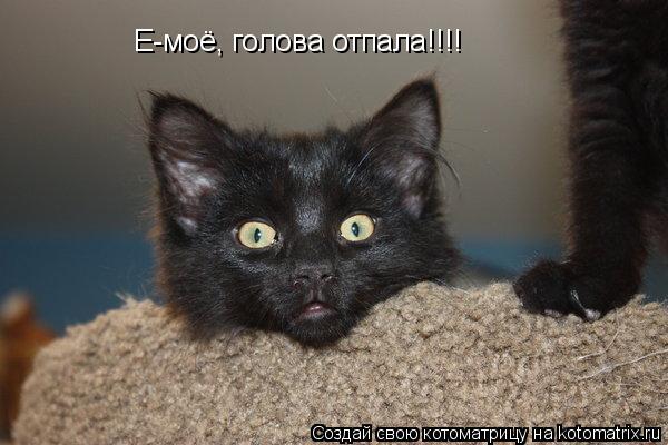Котоматрица: Е-моё, голова отпала!!!!