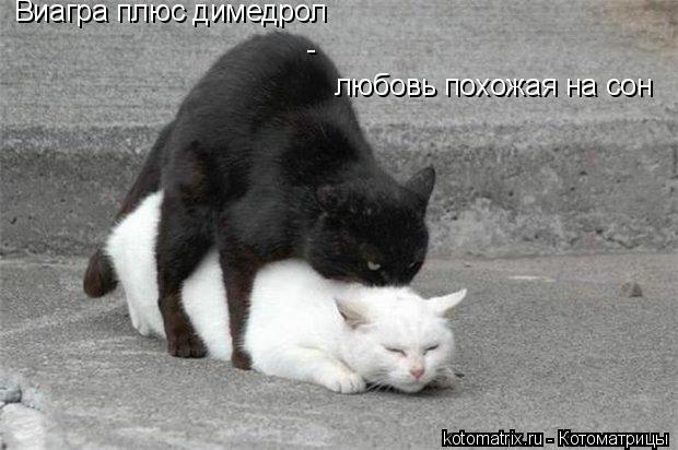 Котоматрица: Виагра плюс димедрол любовь похожая на сон -