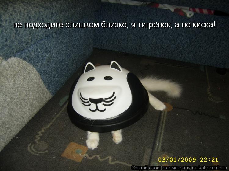 Котоматрица: не подходите слишком близко, я тигрёнок, а не киска!