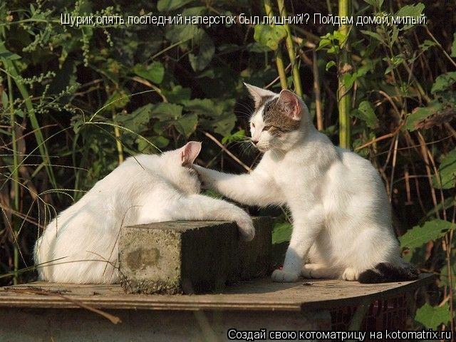 Шурик,опять последний наперсток был лишний!? Пойдем домой,милый.... Котоматрица: Шурик,опять последний наперсток был лишний!? Пойдем домой,милый.