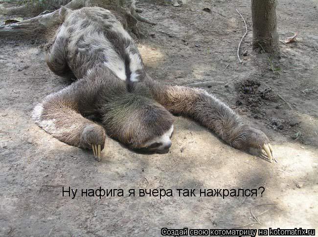 Котоматрица: Ну нафига я вчера так нажрался?