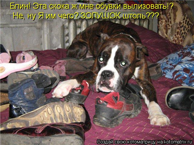 Котоматрица: Блин! Эта скока ж мне обувки вылизовать!? Не, ну Я им чего? ЗОЛУШОК штоль???
