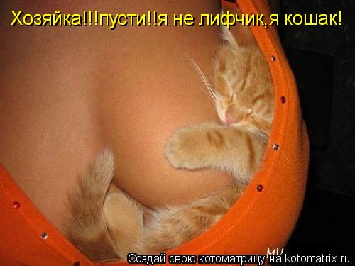 Хозяйка!!!пусти!!я не лифчик,я кошак! Хозяйка!!!пусти!!я не лифчик,я кошак!... Котоматрица: Хозяйка!!!пусти!!я не лифчик,я кошак! Хозяйка!!!пусти!!я не лифчик,я кошак!