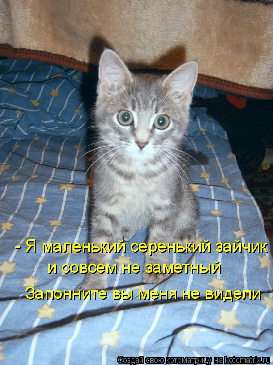 Котоматрица: - Я маленький серенький зайчик  и совсем не заметный Запонните вы меня не видели