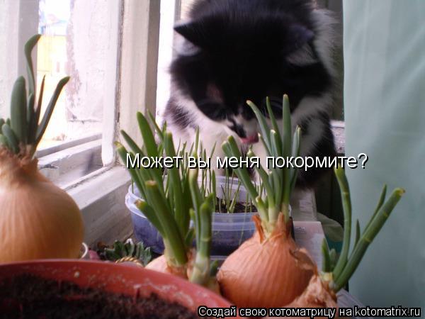 Котоматрица: Может вы меня покормите?
