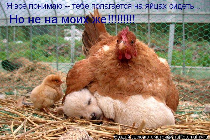 Котоматрица: Я всё понимаю -- тебе полагается на яйцах сидеть...  Но не на моих же!!!!!!!!!