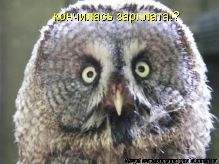 Котоматрица: кончилась зарплата!?