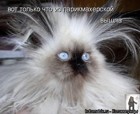 Котоматрица: вот только что из парикмахерской вышла