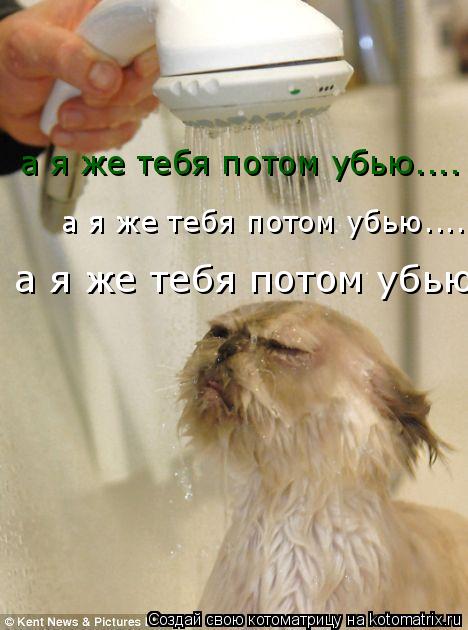 Котоматрица: а я же тебя потом убью.... а я же тебя потом убью.... а я же тебя потом убью....