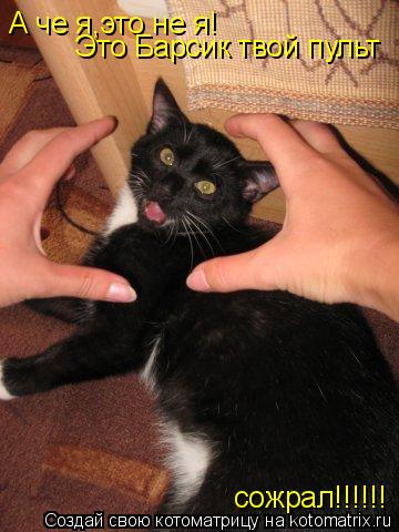 Котоматрица: А че я,это не я! Это Барсик твой пульт  сожрал!!!!!!