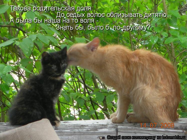 Котоматрица: Такова родительская доля: До седых волос облизывать дитятю... А была бы наша на то воля -  Знать бы, было б  по-другому?