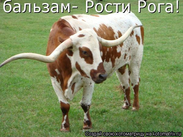 Котоматрица: бальзам- Рости Рога!!!