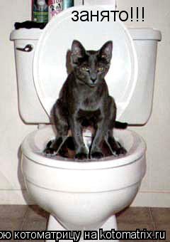 Котоматрица: занято!!!