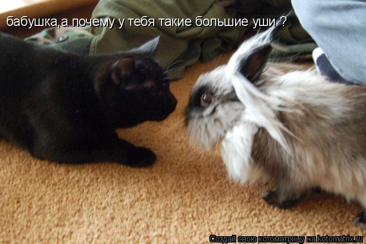 Котоматрица: бабушка,а почему у тебя такие большие уши ?