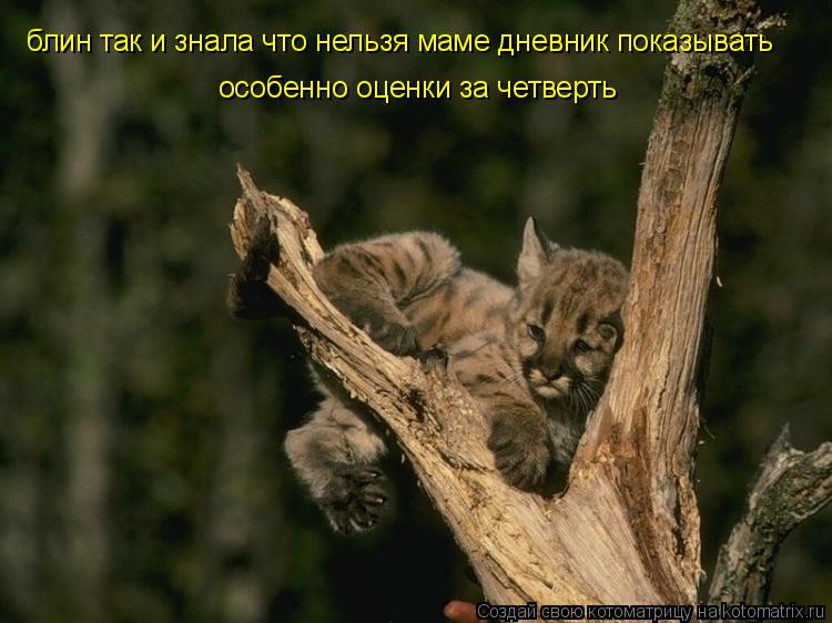 Котоматрица: блин так и знала что нельзя маме дневник показывать особенно оценки за четверть