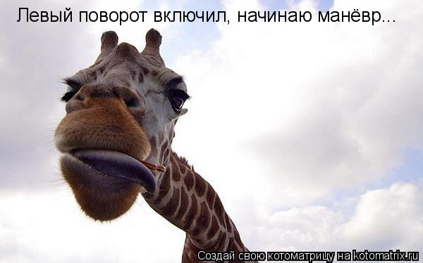 Котоматрица: Левый поворот включил, начинаю манёвр...