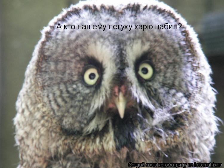 Котоматрица: А кто нашему петуху харю набил?