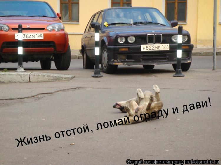 Котоматрица: Жизнь отстой, ломай ограду и дави!